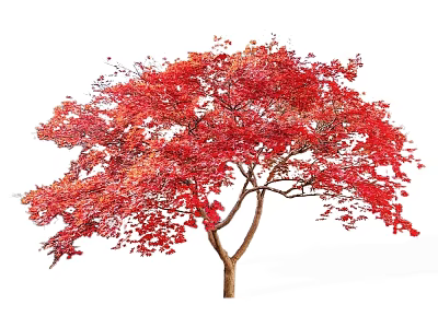 Vibrant Red Leaf Arbor with Lush Foliage and Sturdy Trunk in Autumn Season 3d model