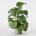 Lush Potted Bonsai Plant With White Pot Wooden Stand And Hanging Green Leaves
