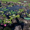 Waterfront Landscape With Pond Rocks Pink And White Water Lilies And Greenery