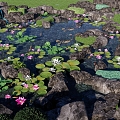 New Chinese-style Waterscape Modern Lotus Pond Waterfront Park Lotus Pond Fake Rock Stack Koi Pond Lotus Pond Rock Rock Combination 3d model