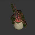 Potted Plant With Green Monstera Leaves In Beige Ceramic Pot For Home Decoration