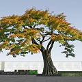 Vibrant Autumn Arbor with Orange Green Foliage and Thick Trunk Against Blue Sky