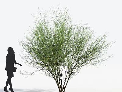 Lush Green Shrub With Silhouette of a Woman Approaching In Simple White Background Scene 3d model