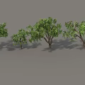 Arbor Trees in Various Sizes Displaying Green Foliage and Natural Trunks 3d model