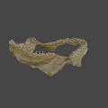 Shark Jawbone Skeleton Fossil Display In University Research Lab