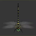 Green Eyed Dragonfly With Yellow And Black Striped Body And Transparent Wings On Dark Background