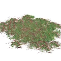 Green and Pink Grass Like Plants in Irregular Cluster Shape on White Background