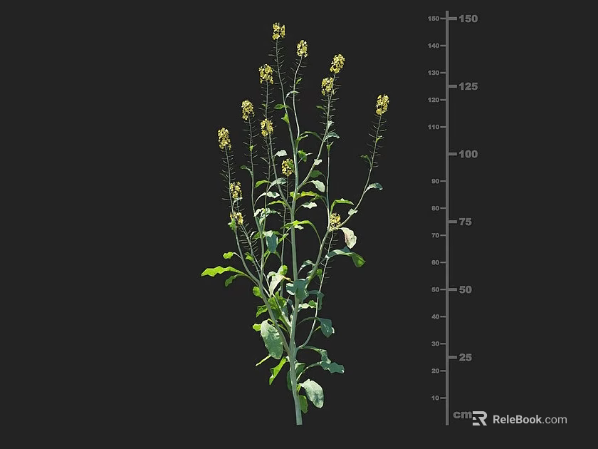 Crop Plant With Yellow Flowers Green Leaves And Height Measurement Scale 3d model 