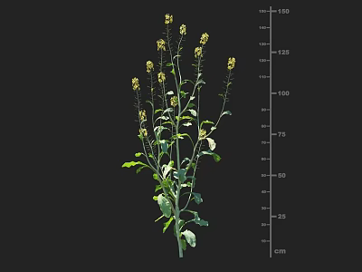 Crop Plant With Yellow Flowers Green Leaves And Height Measurement Scale 3d model