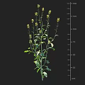Crop Plant With Yellow Flowers Green Leaves And Height Measurement Scale