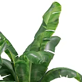 Lush Green Large Leaf Potted Plant In Woven Basket For Indoor Decoration