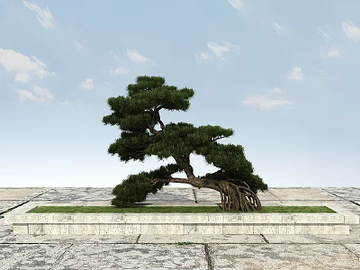 Bonsai Pine Tree With Curved Trunk And Exposed Roots In Stone Planter Under Blue Sky 3d model