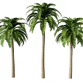 Plants Trees Oak Tree Coconut Tree Tropical Tree Palm Tree 3d model