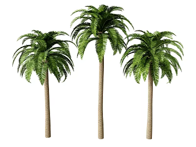 Three Tall Arbor Trees With Lush Green Leaves And Straight Brown Trunks 3d model