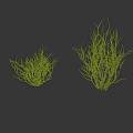 Two Clumps of Natural Leafless Dry Branches Plant on White Background