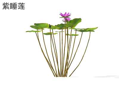 Vibrant Purple Water Lily With Lush Green Leaves And Long Stems In Natural Setting 3d model