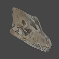 Detailed Animal Skull Anatomical Structure With Visible Teeth On Gray Background