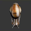 Glossy brown snail with orange striped shell and smooth body on dark reflective background