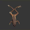 Orange Red Spotted Frog With Stretched Limbs And Reflection On Dark Background