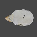 Detailed Bird Skull Skeleton Anatomical Structure With Beak And Eye Socket