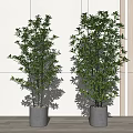 Tall Green Potted Plants In Gray Concrete Pots With White Wall And Wooden Floor