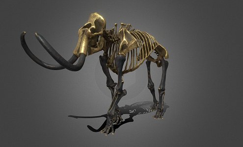 Modern skeleton mammoth 3d model