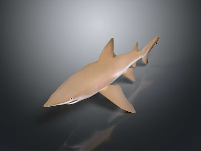 shark great white shark whale shark hammerhead shark tiger head shark man-eating shark blue shark coral red coral white coral 3d model