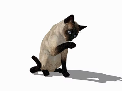 Reptile Lizard Sitting And Raising Front Limb On White Background With Shadow 3d model