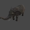 Majestic Elephant Standing With Raised Trunk And Shadow On Beige Background