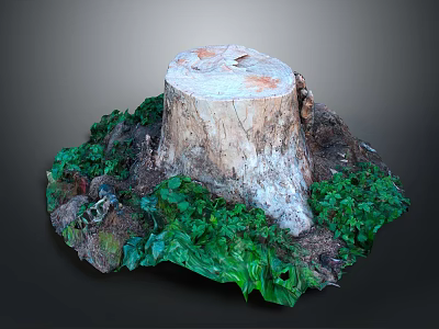 Lush Green Plants Growing Around Old Tree Stump On Forest Ground 3d model