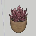 Bonsai Potted Succulent Plant With Deep Purple Leaves In Terracotta Pot