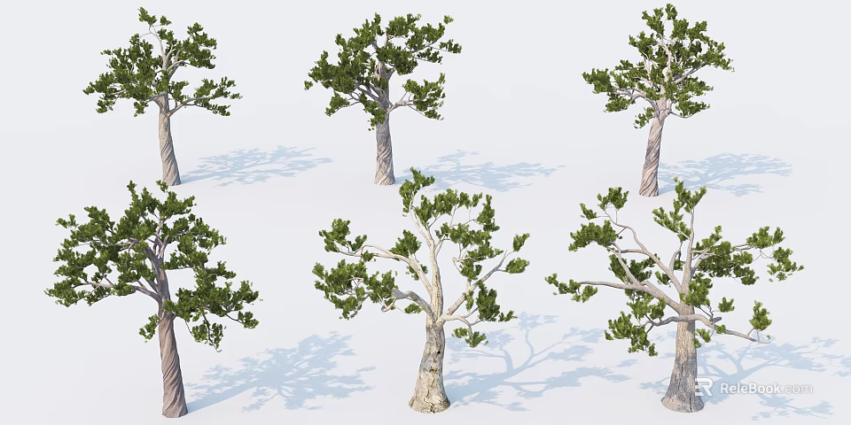 Various Shaped Trees With Green Foliage Trunks And Shadows For Landscaping 3d model