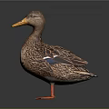 Brown Feathered Duck With Yellow Beak Orange Feet Blue Wing Patch Standing On Dark Background