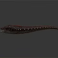 Angler Fish With Sharp Teeth Luminous Lure And White Spots On Dark Purple Body