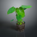 Thriving Green Leafy Plant With Large Leaves In Decorative Patterned Pot For Indoor Decor