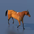 Realistic 3D Brown Horse With White Patch Standing On Blue Background With Shadow 3d model