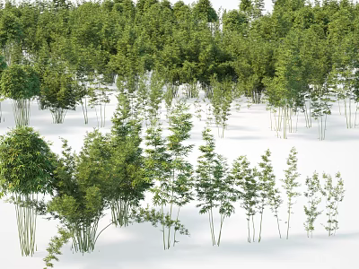 Lush Green Bamboo Forest With Tall Bamboo Plants And Natural Growth 3d model