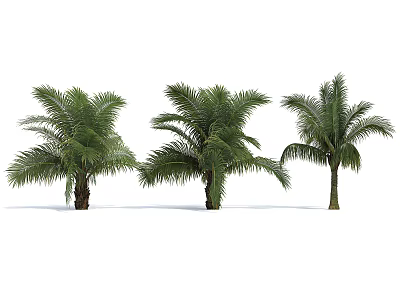 Three Palm Trees With Lush Green Fronds And Slender Trunks 3d model