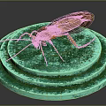 Cockroach with brown body and long antennae on green multi layered circular platform