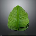 Green Banana Leaf with Vibrant Color and Visible Veins on Dark Background