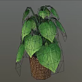 Houseplant with Large Broad Green Leaves and Distinct Veins in Brown Woven Basket