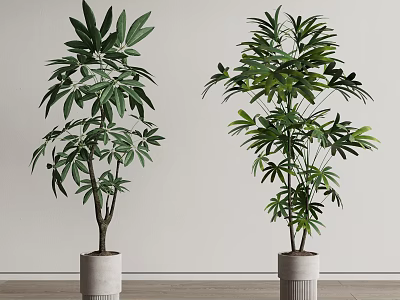 Indoor Green Leafy Potted Plants In Modern White Ceramic Pots For Home Decor 3d model
