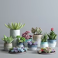 Succulent Potted Plants with Various Colorful Decorative Pots and Diverse Varieties