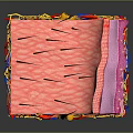 Medical Device 3D Anatomical Model Showing Human Skin Layers And Structures