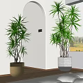 Indoor Potted Dracaena Plants with Woven Brown and Gray Pots in Corner with White Walls and Archway