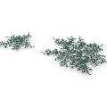 Two Lush Green Decorative Plants With Dense Foliage And Vibrant Fresh Leaves