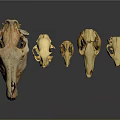 Medical Device Anatomical Animal Skull Models Of Different Sizes For Teaching Purposes