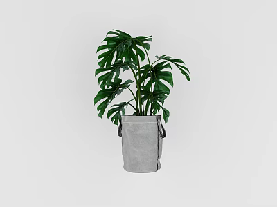 Lush Monstera Potted Plant in Gray Fabric Bag Pot for Indoor Decoration 3d model