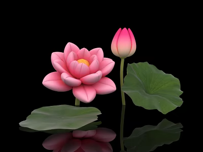Beautiful Pink Lotus Flower with Bud and Green Leaf on Black Background with Reflection 3d model