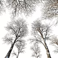 Two Bare Trees With Visible Roots And Leafless Branches In White Background